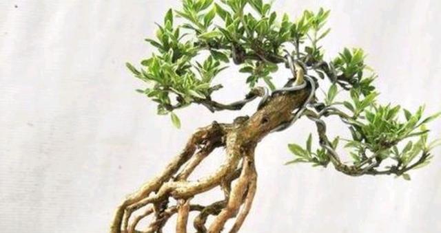 揭秘六月雪烂根的原因（探究天气、土壤和植物生理学三方面原因）