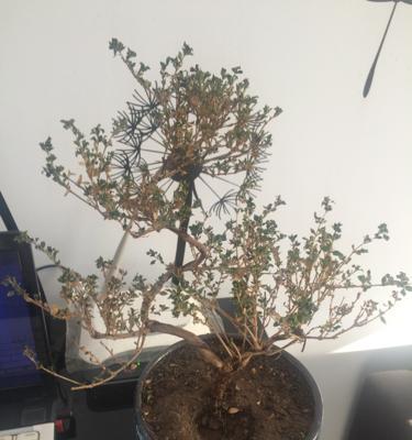 揭秘六月雪烂根的原因（探究天气、土壤和植物生理学三方面原因）