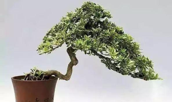 揭秘六月雪烂根的原因（探究天气、土壤和植物生理学三方面原因）