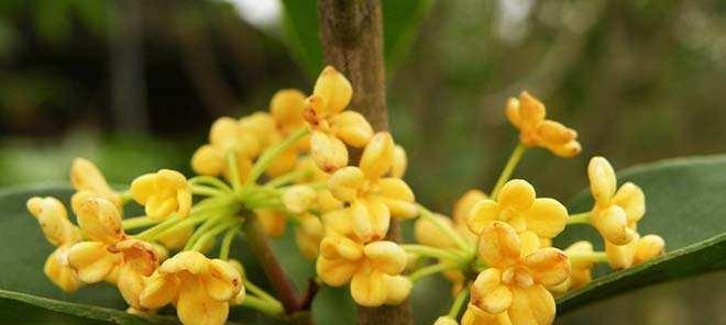 桂花香满家园，寓意美好生活（家里种桂花，给生活带来什么变化？）