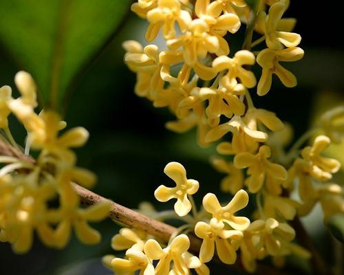 桂花香满家园，寓意美好生活（家里种桂花，给生活带来什么变化？）