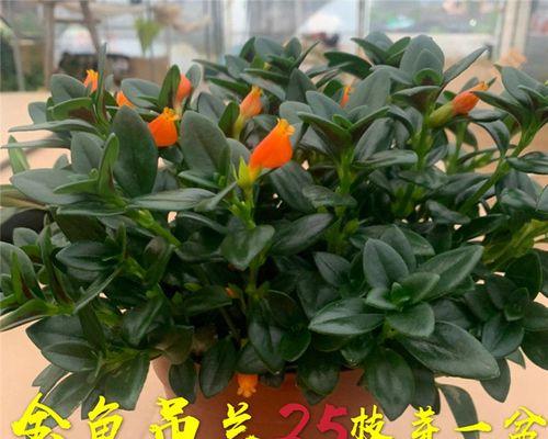 小金鱼吊兰花的寓意与生活启示（探寻小金鱼吊兰花的美丽与哲理）