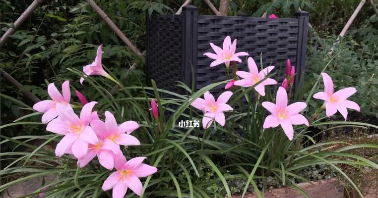 韭兰花的花语与含义（传递友谊与团结的韭兰花，让我们共同成长）