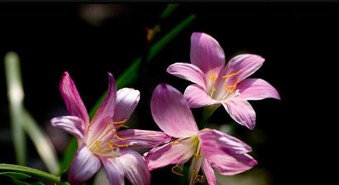 韭兰花的花语与含义（传递友谊与团结的韭兰花，让我们共同成长）