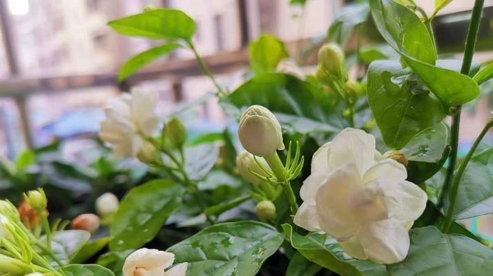 茉莉花适合在阳光下生长吗？（探究茉莉花的光照需求和适宜种植环境）