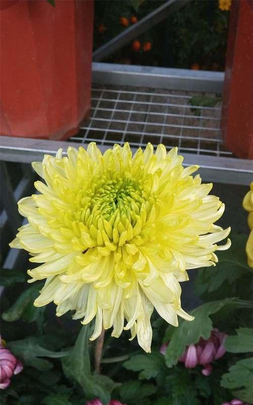 菊花特性花语（以花朵之语，探寻菊花的深层含义）