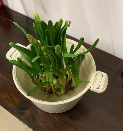 水仙花开花时间及护理方法（春季水仙花怎样才能长得好）