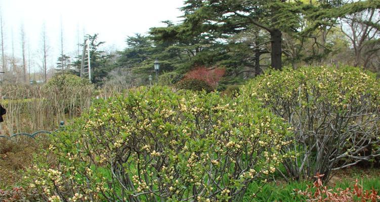 小叶海棠的种植技巧（打造美丽庭院，从种植小叶海棠开始）