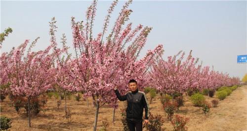 小叶海棠的种植技巧（打造美丽庭院，从种植小叶海棠开始）