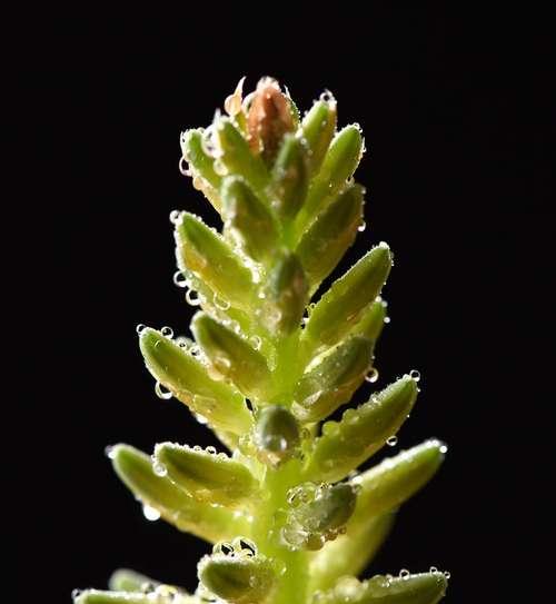 孔雀芦荟的花语与寓意（探秘孔雀芦荟的隐藏心情和象征意义）
