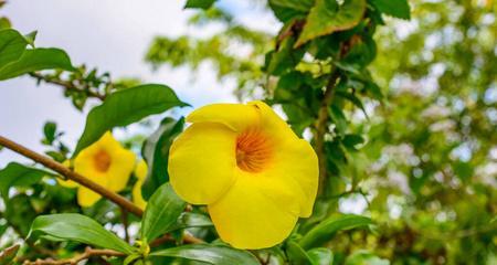 白露时节养花必备，让您家里充满绿色生机（注意事项一定要知道，花儿们更健康）