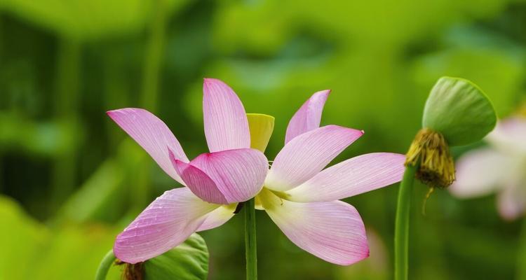 白露时节养花必备，让您家里充满绿色生机（注意事项一定要知道，花儿们更健康）