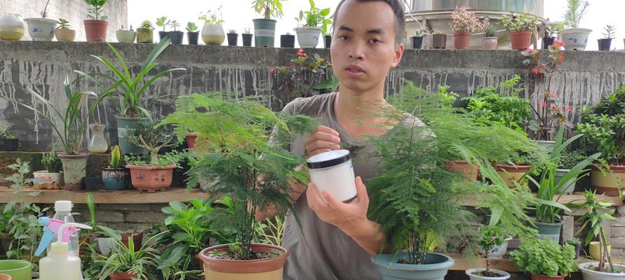 养殖竹节草黄叶的原因（竹节草黄叶的成因与防治）
