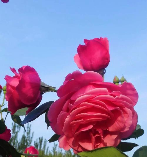 蓝色月季花语（穿越时光的神秘蓝，传递着爱与希望）