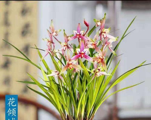 以兰花为象征的人物形象（优雅高贵的兰花与人物的化身）