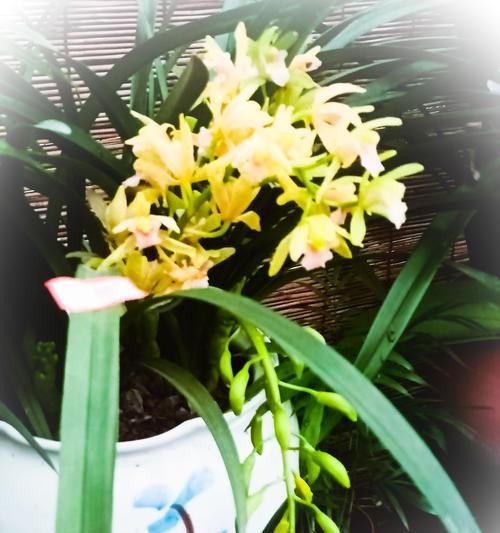 兰花的花语与象征意义（探寻兰花的含义与象征）