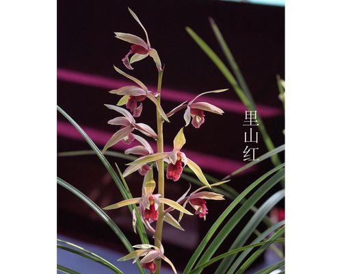 兰花送人的深意（探寻兰花的象征意义）