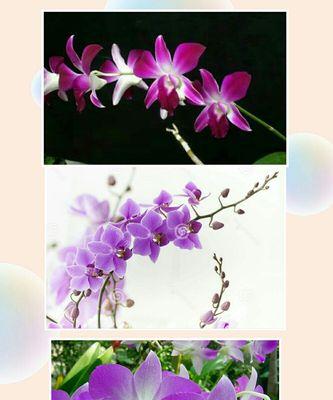 以兰花语怎么样？（解读兰花语的魅力）