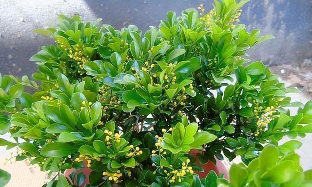 如何养护美丽的米兰花（注意事项与技巧）