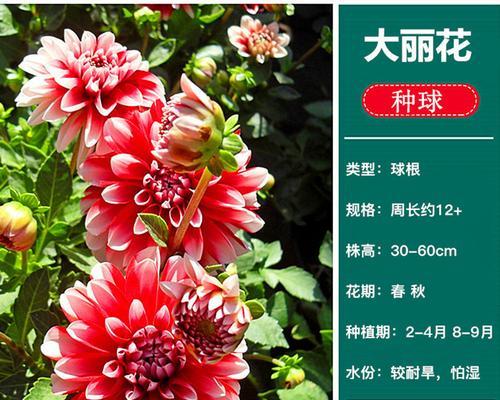 花草种植，从零开始（打造属于自己的小花园）