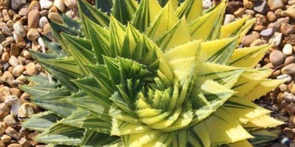 芦荟花语的深意与传承（探寻芦荟花的奥秘与象征意义）