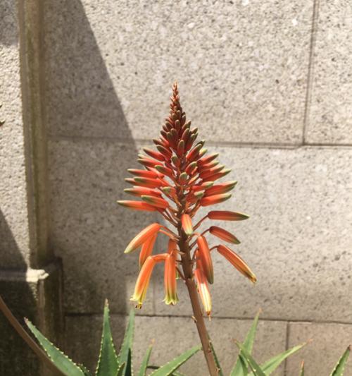 探秘芦荟花的花语与美丽（揭开芦荟花的神秘面纱，解读其所代表的意义和象征）