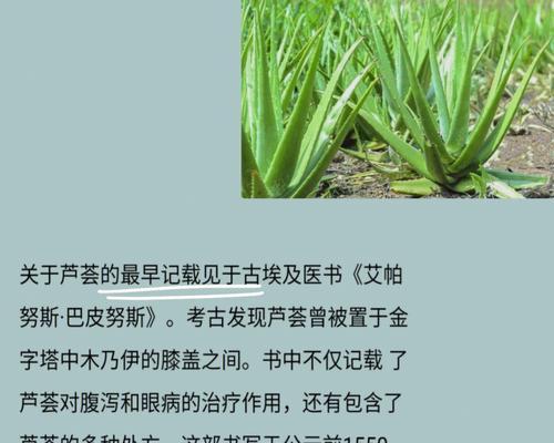 探秘芦荟花的花语与美丽（揭开芦荟花的神秘面纱，解读其所代表的意义和象征）