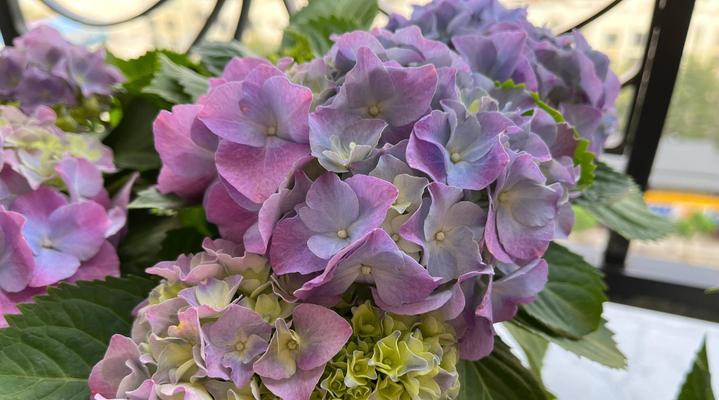 绣球花的插花技巧（让家里更美的绣球花插法，手把手教你如何插花）