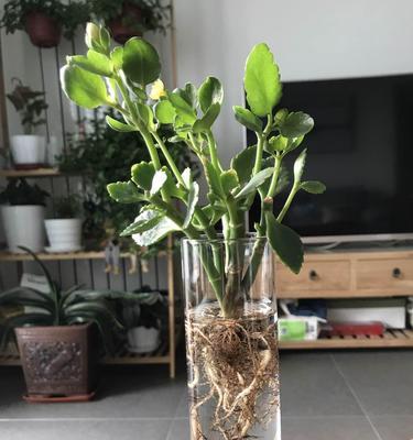 长寿花水培技术（学会正确的养护方式，让长寿花健康茁壮）