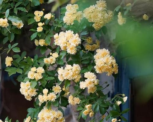 木香花的最佳栽种月份（选择适宜时间让木香花迎来旺季）