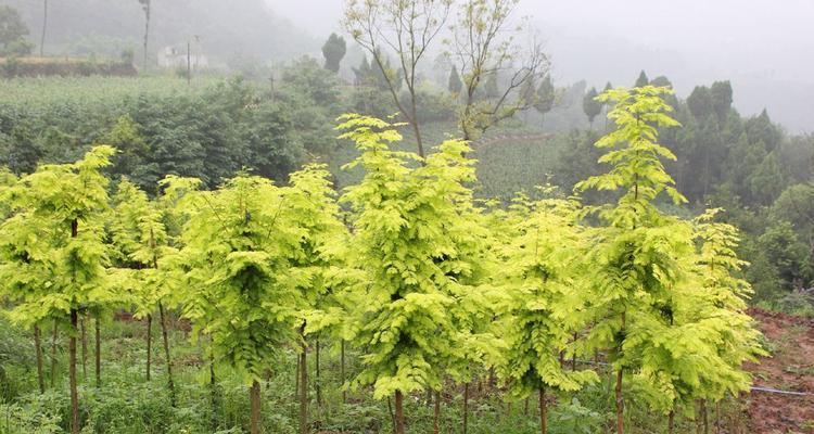 如何种植水杉树——让你轻松打造园林绿化（水杉树的特点、选择土壤、选购苗木、栽植技巧、养护方法）