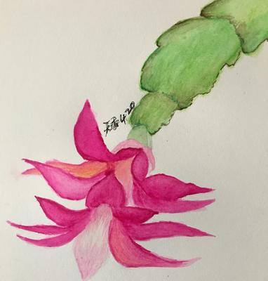毛蟹爪兰花语（用毛蟹爪兰的花语传递情感，让坚持与爱相伴）
