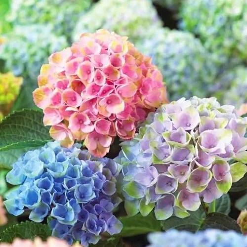 七月开花，缤纷绽放（夏日花海，美丽如画）