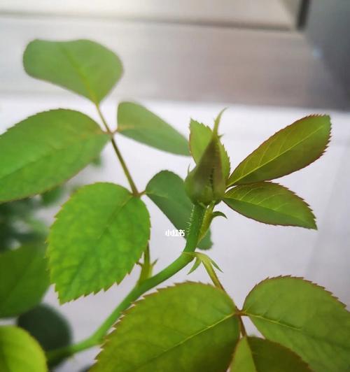 七月开花，缤纷绽放（夏日花海，美丽如画）