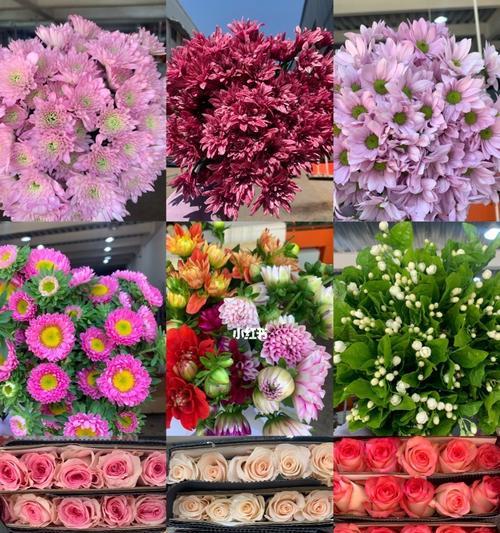 玫瑰花（一朵花，千种情）