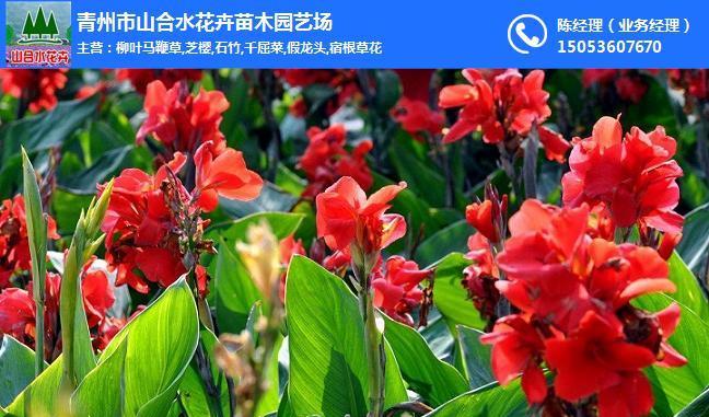 水生美人蕉的种植方法（打造水上绿色空间，让美人蕉成为最美的点缀）