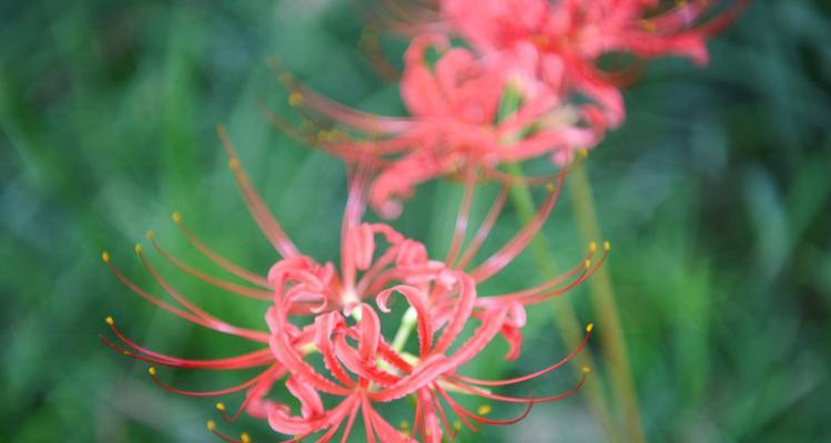 玫瑰石蒜的花语（品读玫瑰石蒜，感受纯粹之美）