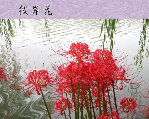 玫瑰石蒜的花语（品读玫瑰石蒜，感受纯粹之美）
