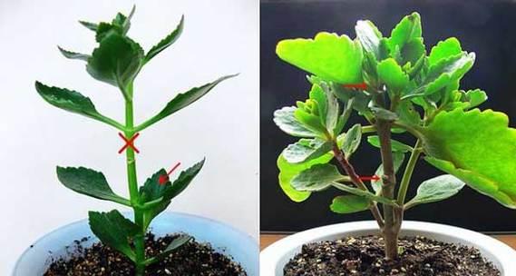 揭秘“以梅花摘心”的真正含义（解读梅花摘心，探究背后的情感密码）