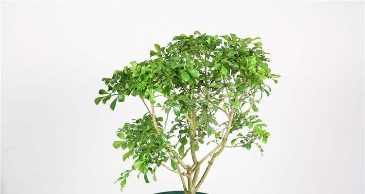 花开米兰，芬芳绽放（探寻米兰花的花语之美）
