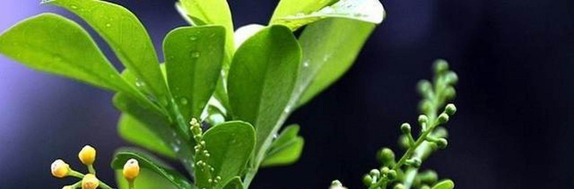 米兰花语揭示的情感寓意（探索米兰花的花语及其象征意义）