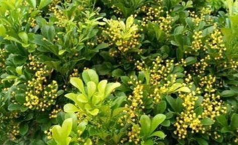 米兰花（揭秘米兰花的象征意义与历史渊源）