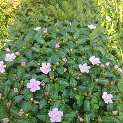 水茄（营养丰富、易于烹饪的蔬菜选择）