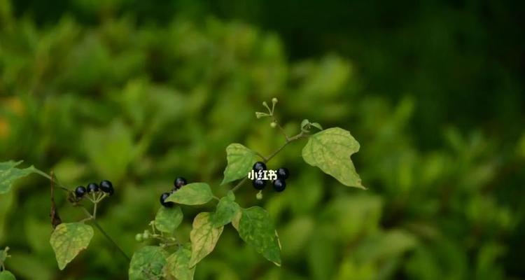 水茄（营养丰富、易于烹饪的蔬菜选择）