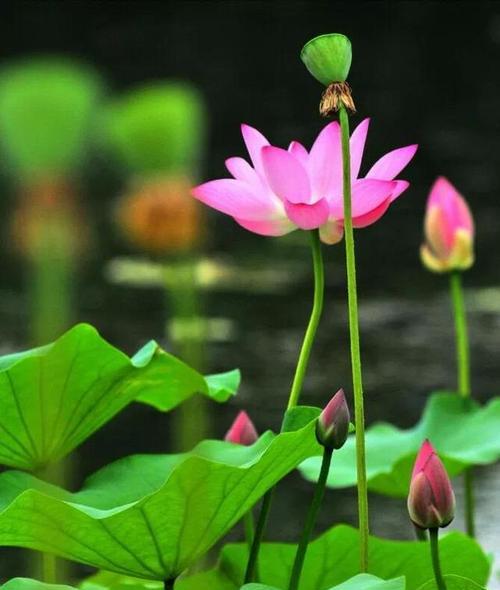花开寓意（牡丹与荷花的传统象征与文化内涵）