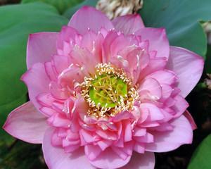 花开寓意（牡丹与荷花的传统象征与文化内涵）