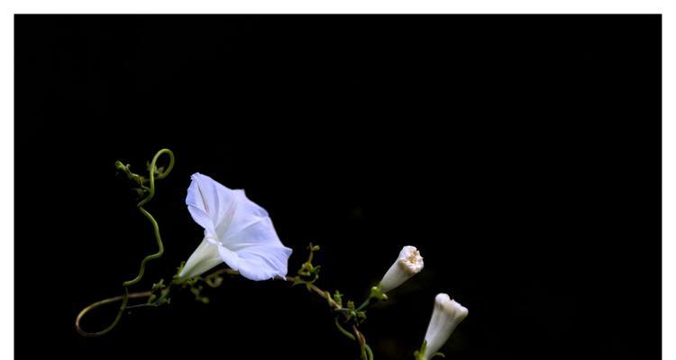 牵牛花花语（解读牵牛花的花语，揭示花朵背后的深层寓意）