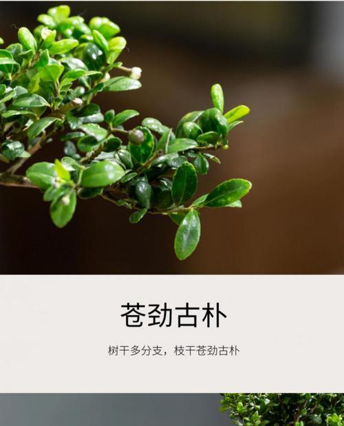 龟甲冬青盆景养殖指南（如何栽培一盆健康美丽的龟甲冬青）