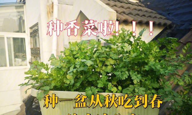 香菜的种植与养护（从选地到收成，掌握这些关键要点，助你种出新鲜香菜）