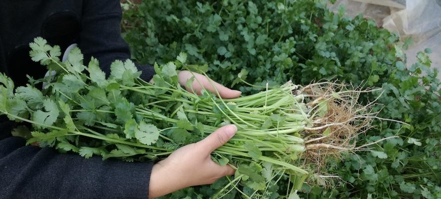 香菜的种植与养护（从选地到收成，掌握这些关键要点，助你种出新鲜香菜）